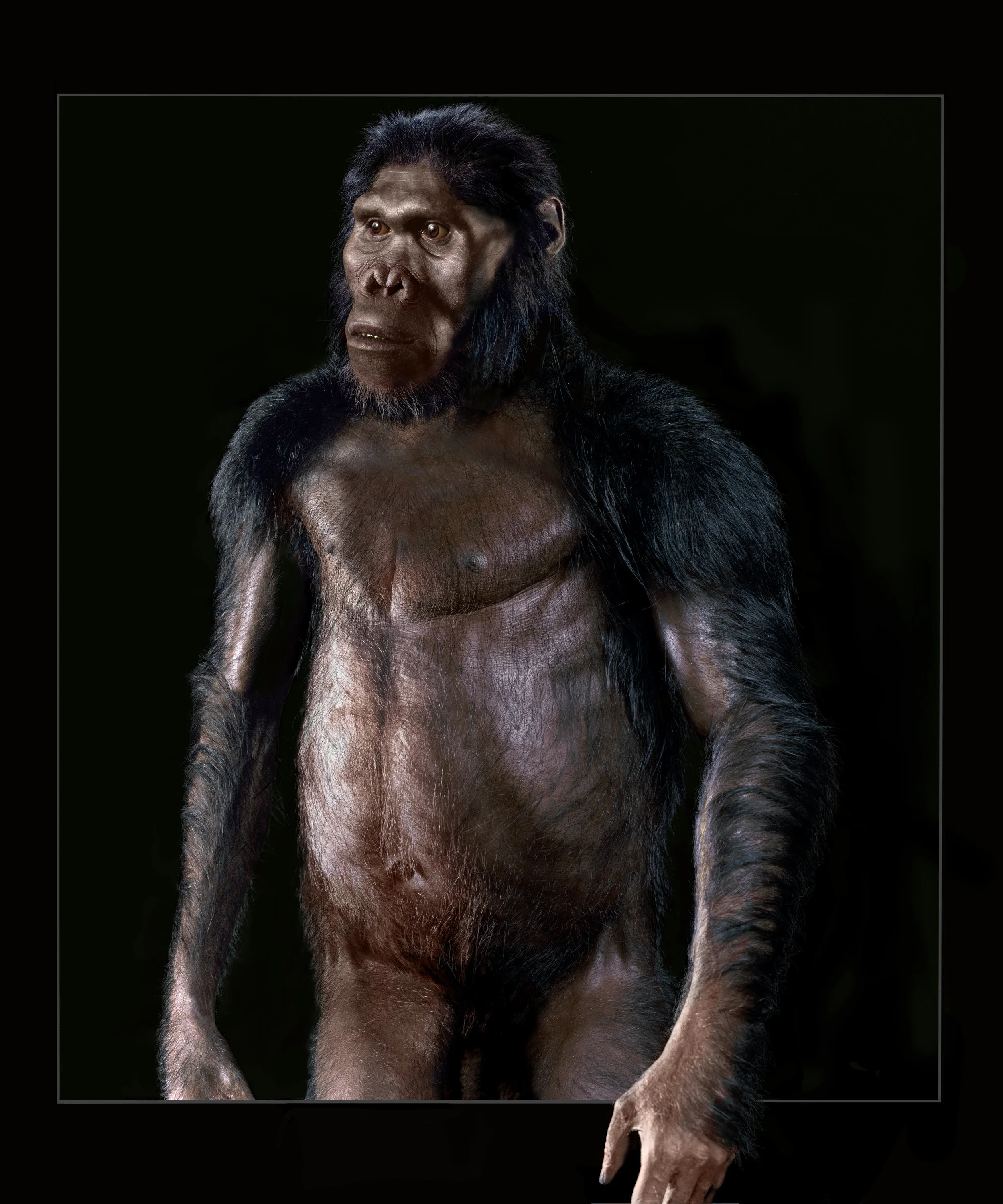 Australopithecus africanus — John Gurche